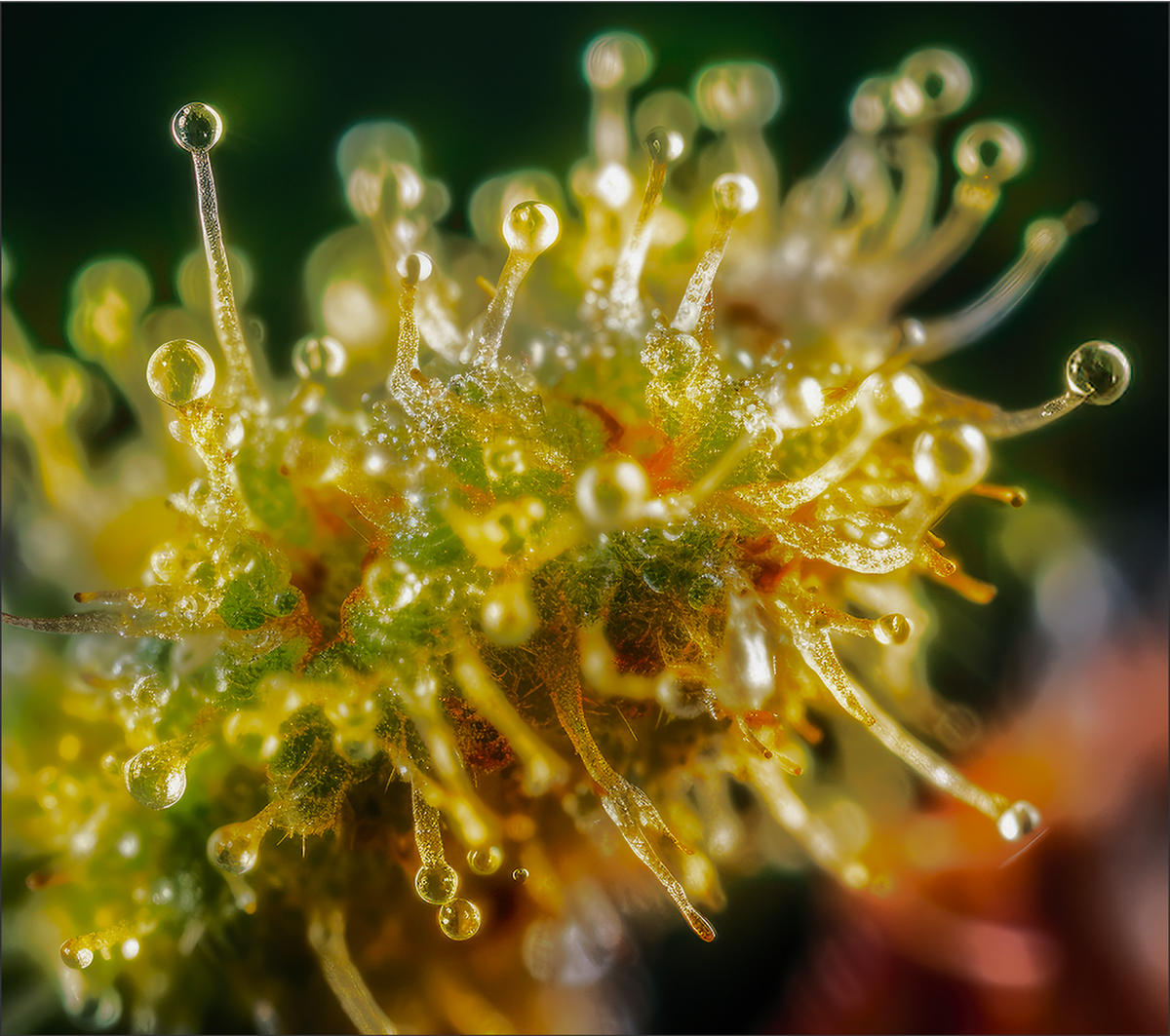 Macro view of cannabis trichomes with amber resin droplets on glandular stalks